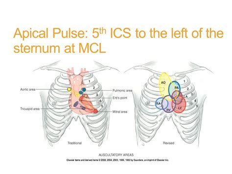Apical Pulse Fundamentals Of Nursing Pulses