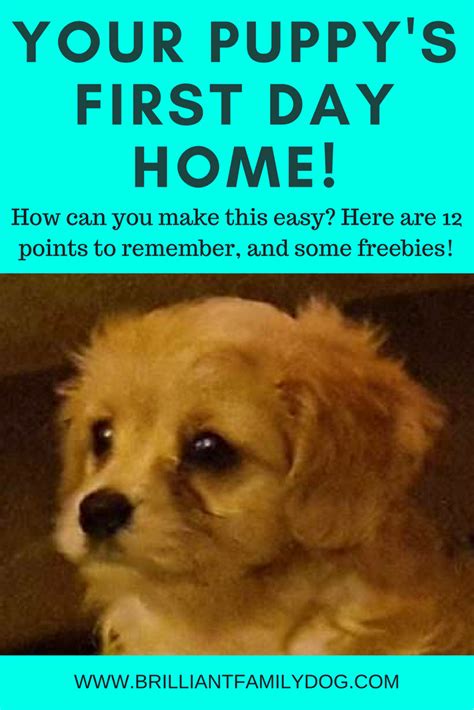 The next time i even think of getting a puppy. Your puppy's first day home! — Brilliant Family Dog