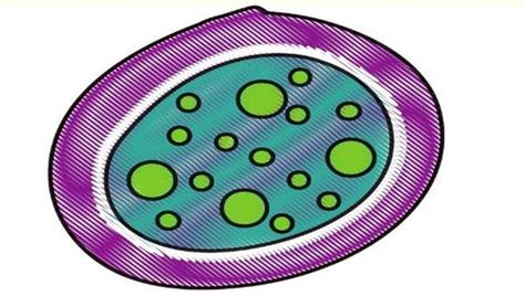 What is the main function of a cytoplasm in a plant cell. What is the main function of cytoplasm in a cell ...