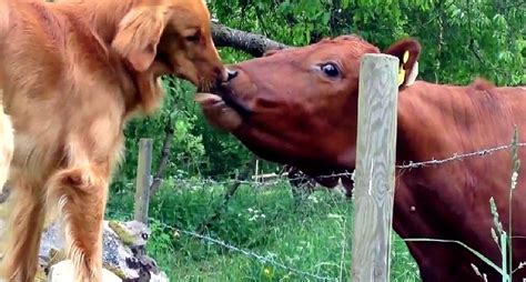 Dog And Cow Are Madly In Love Life With Dogs