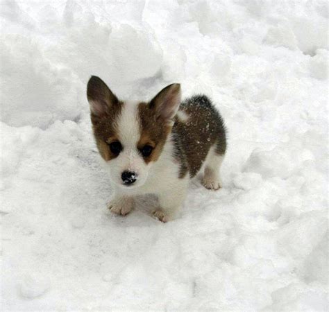 Snow Corgi Corgi Corgi Pembroke Puppies