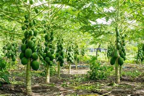 How To Plant And Grow Papayas Indoors Or Outdoors