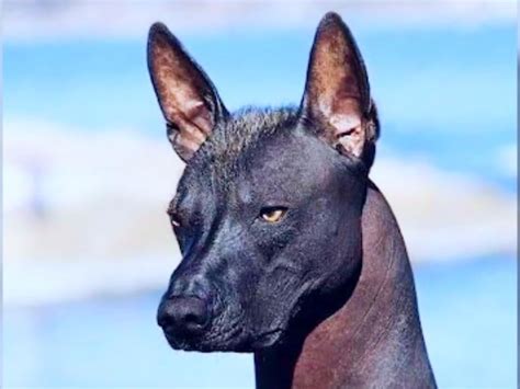 Unique Dog Breeds That You Never Knew Existed Obsev