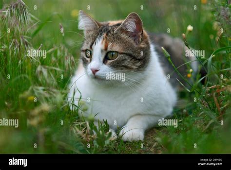 Calico Cat Lying In Grass Stock Photo Alamy