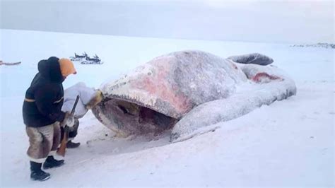 Bowhead Whales That Washed Up In Nunavut In 2020 Were Likely Killed By