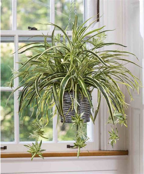 25 Exceptional Indoor Hanging Plants For You