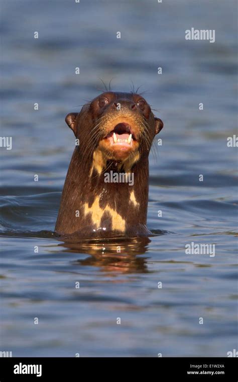 Giant River Otter Pteronura Brasiliensis Stock Photo Alamy