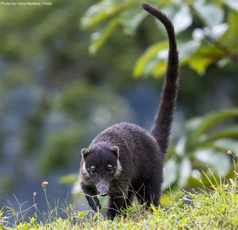 Interesting Facts About Coatis Just Fun Facts