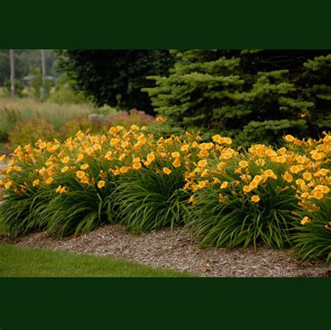 Hemerocallis Stella De Oro Repeat Blooming Daylily Sugar Creek Gardens