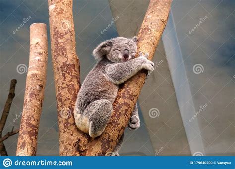 Koala Sleeping In Fetal Position Isolated On White Stock Photo