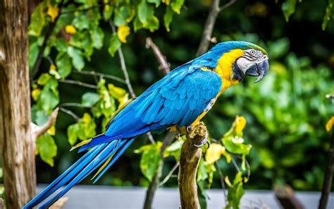 Parrot Birds Wallpapers Hd Desktop And Mobile Backgrounds
