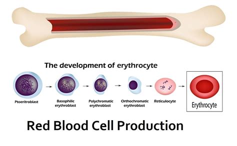 Origin Of Red Blood Cells