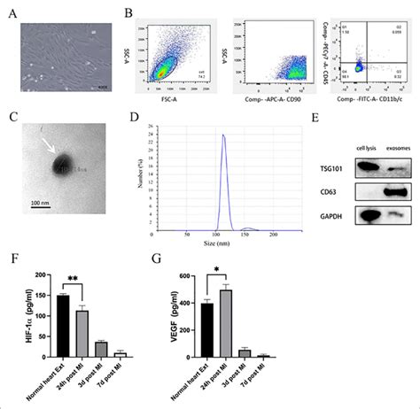 Msc Msc Exo And Heart Tissue Extract Characterization A Mscs