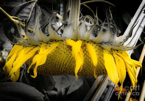 Shaded Sunflower Photograph By Amy Fearn Fine Art America