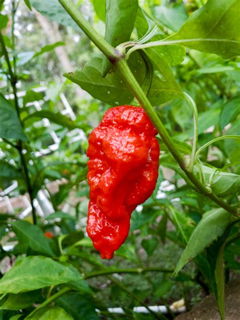 Red Ghost Pepper 10 20 30 Seeds Michaels Exotic Peppers