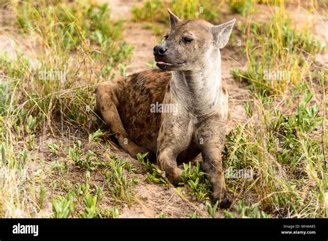 Close View Of A Hyena In The Grass In The Moremi Game Reserve Okavango River Delta National