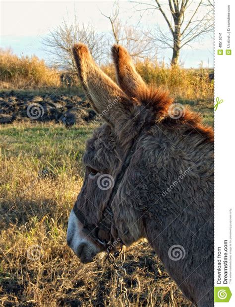Donkey Stock Image Image Of Meadows Animal Farm Angle 48516341