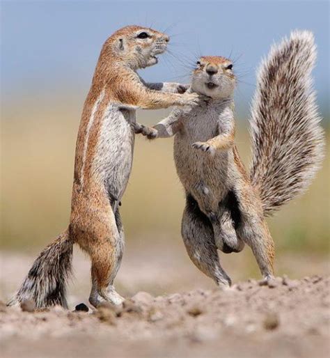 These Funny Animals 53 Pics Squirrel Funny Funny Animals Funny