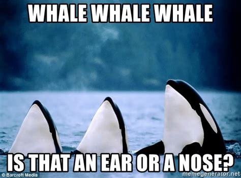 Whale Whale Whale Is That An Ear Or A Nose Whale Whale Whale Meme