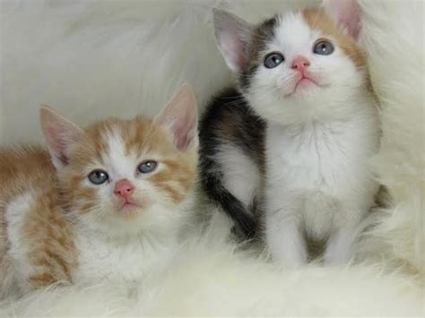 Kittens For Adoption Cute Pedigree Lilac Kitten For Free Adoption