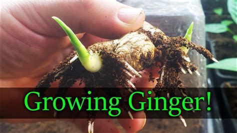 How To Grow Ginger The Definitive Guide Youtube