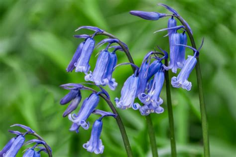 Life Cycle Of A Bluebell Flower Best Flower Site
