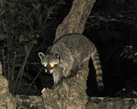 From dark circles to dry, gritty eyes and puffy bags. Tamarindo, Costa Rica Daily Photo: Raccoon at night