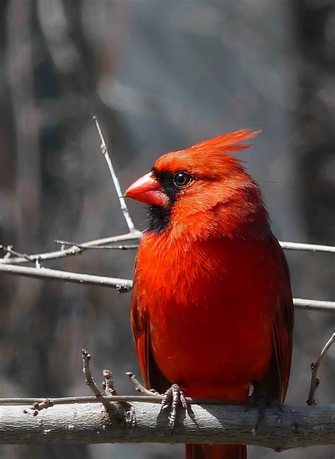 The Cardinal In All Its Splendor Nicolas Grignon Flickr
