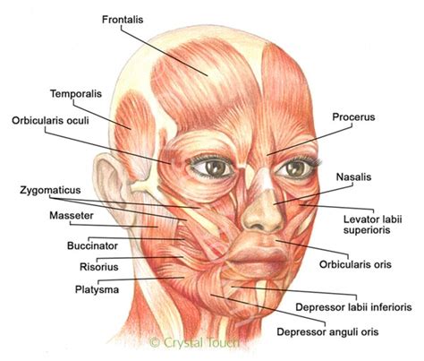 Our Facial Muscles And Their Functions • Crystal Touch Bells Palsy Clinic