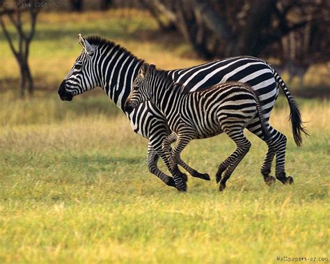 Mom And Baby Zebras Running Together The Wild Animals Pinterest