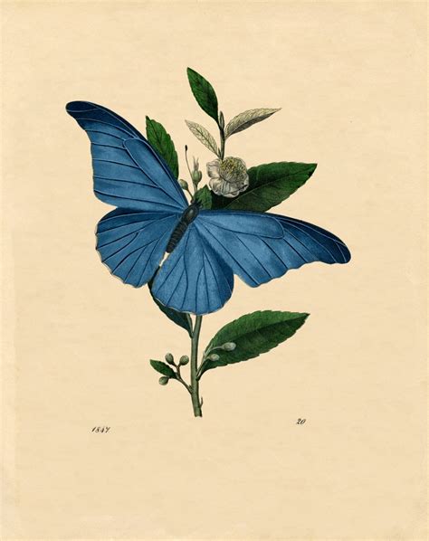 Vintage Natural History Printable Beautiful Blue Butterfly The