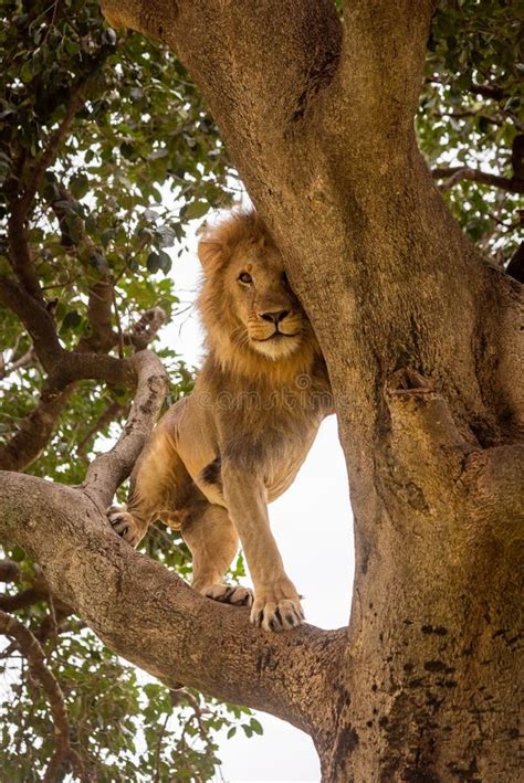 Male Lion Stands On Branch Playing Peekaboo Stock Image Image Of