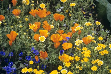 Summer annual flowers in pakistan. Colourful summer annual flowers - Stock Image - B760/1502 ...