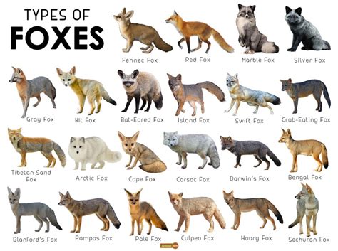 Fox Facts Types Classification Habitat Diet Adaptations Pet Fox
