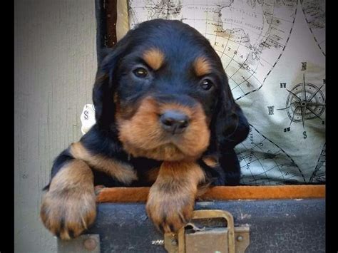 Gordon setter puppies love a good friend and enjoy time spent with family. Uponarock Gordon Setters - Puppies For Sale