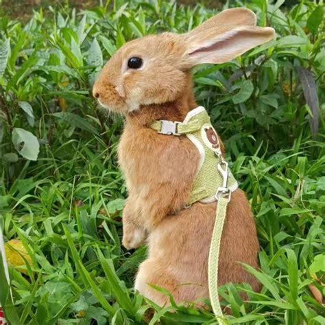 Newest Cute Rabbit Harness And Leash Set Bunny Pet Accessories Vest