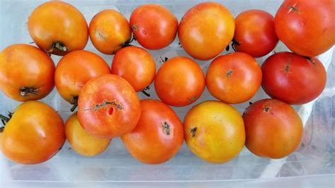 Tomato Manitoba Seeds Certified Organic Garden Hoard Certified