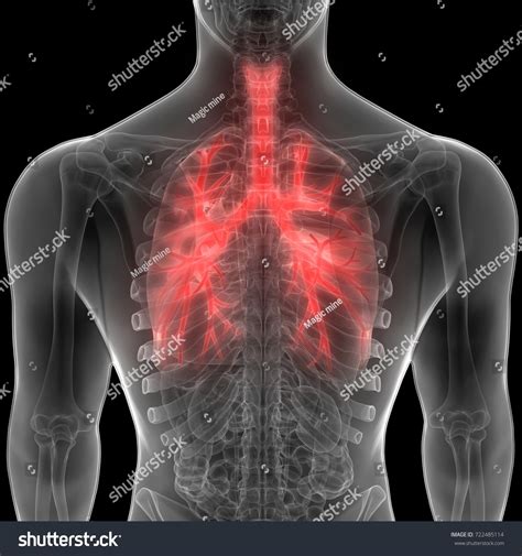 Human Lungs Inside Anatomy Larynx Trachea Stock Illustration 722485114