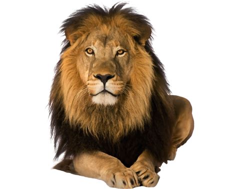 Download High Quality lion clipart real Transparent PNG Images - Art png image