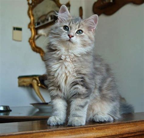 Blue Tabby Siberian Cat Layla Well King