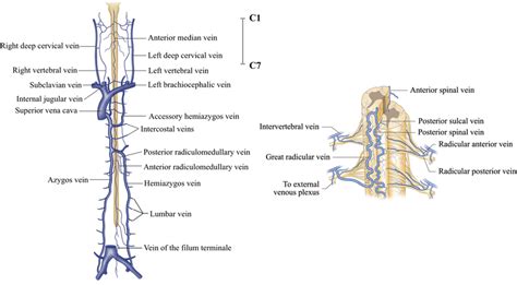 Spinal Cord Venous Drainage