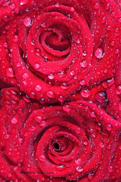 Red Roses And Water Droplets Backyards Click