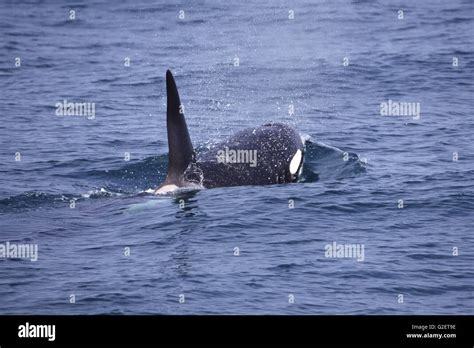 Orca Hi Res Stock Photography And Images Alamy