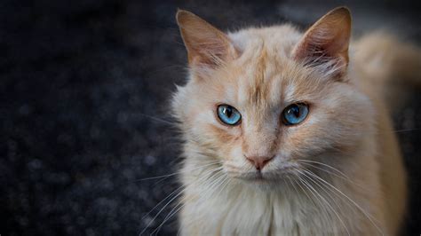 White Brown Cat With Staring Blue Eyes Hd Cat Wallpapers Hd