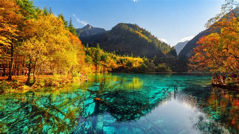 Five Flower Lake Bottom With Old Fallen Trunks China Jiuzhaigou Park