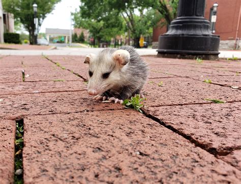 Baby Opossum Aww