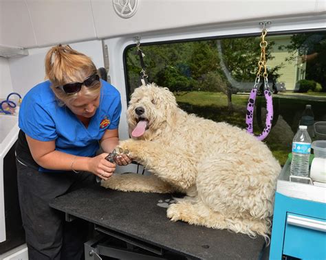Find pet grooming with the highest customers' rating. Photo Gallery - Aussie Pet Mobile