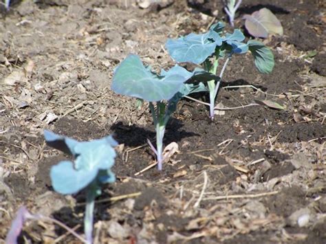How To Grow Your Own Brussels Sprouts Growing Guide