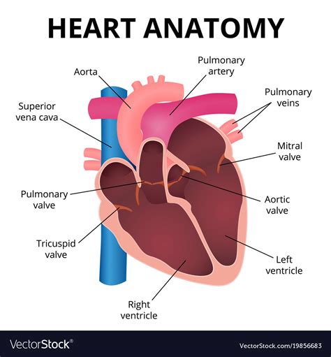 vector of human heart anatomy vector id royalty free the best porn website