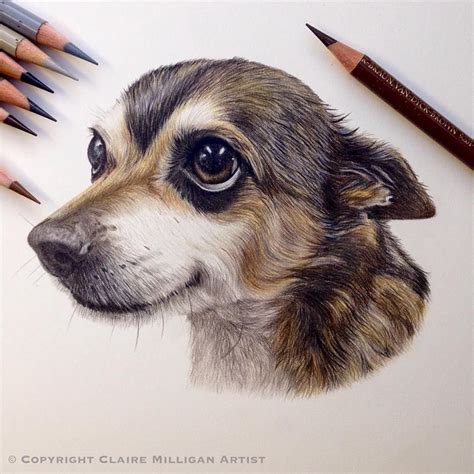 I walk you through the layering process and the colours i use.real time. Colour Pencil Dog Drawing - pencildrawing2019